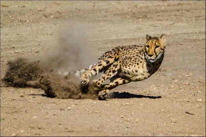 The cheetah is one of the fastest accelerating animals