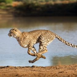 Cheetah accelerating