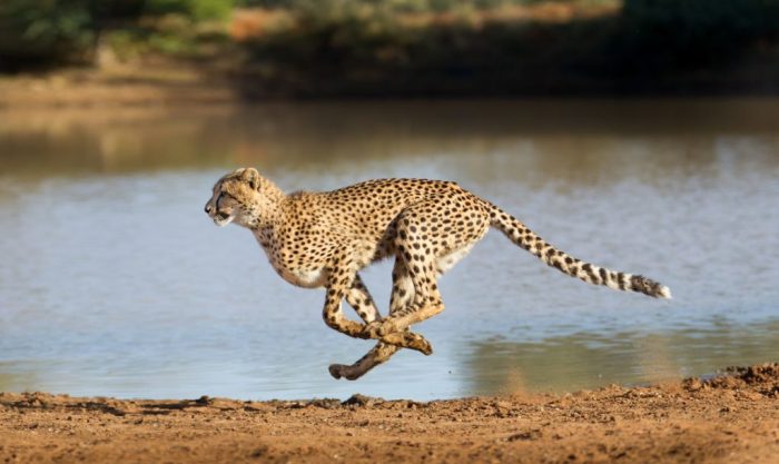 Cheetah accelerating